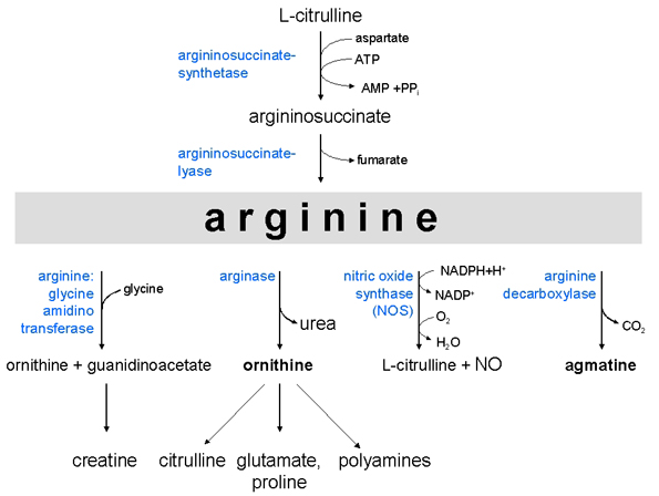 argininescheme
