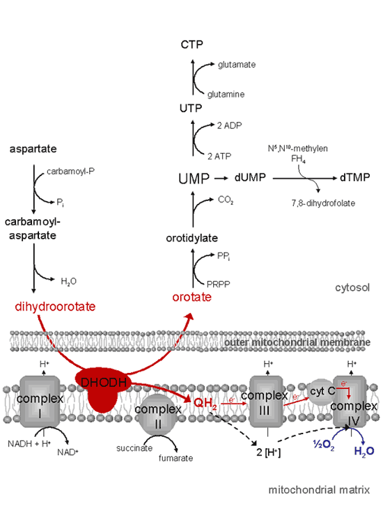 Nucleogenesis: Dihydroorotate dehydrogenase