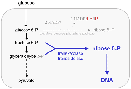 ribose 5- P synthesis via transketolase
