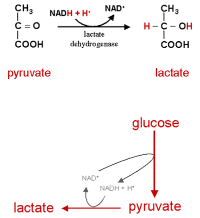 Metabolic strategy: release of hydrogen as lactate