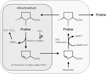 Metabolic strategy: release of hydrogen as proline