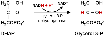 Glycerol Synthesis